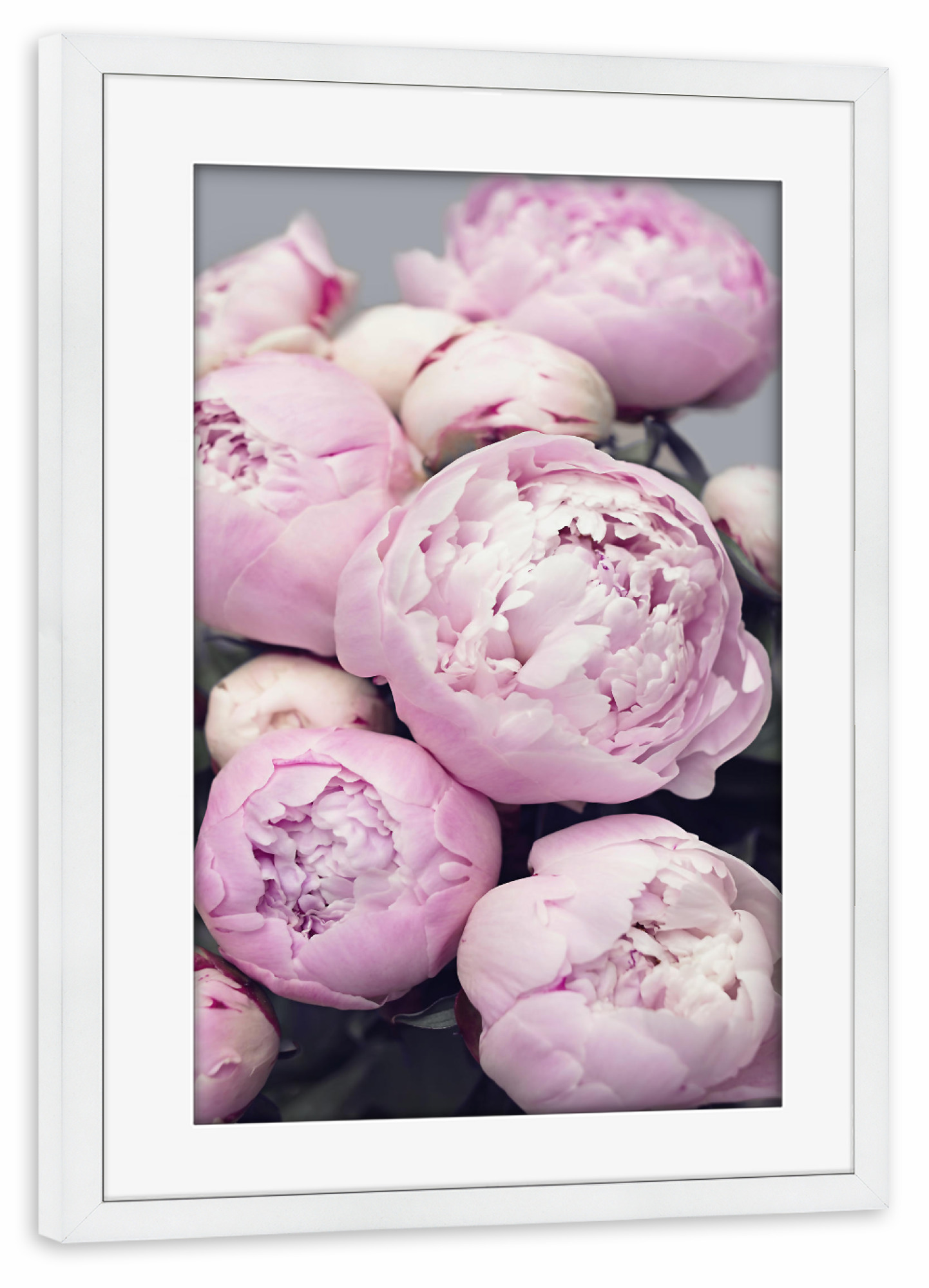 Poster mit Rahmen weiß "Peonies" artboxONE - Floral - Flowers,Peonies,Pink,Blume,Blumen,Pfingstrose,Pfingstrosen