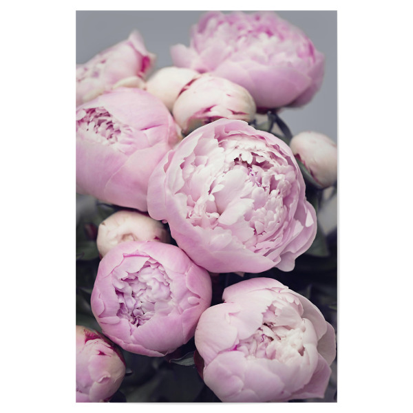 Poster 30x20 cm "Peonies" artboxONE - Floral - Flowers,Peonies,Pink,Blume,Blumen,Pfingstrose,Pfingstrosen