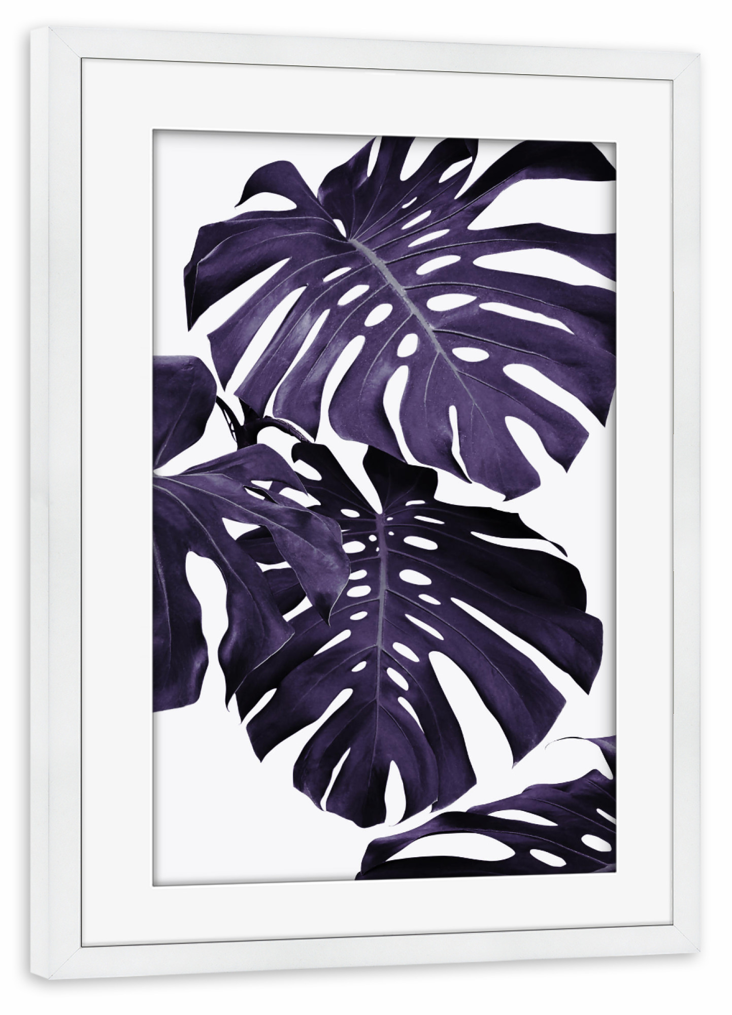 Poster mit Rahmen weiß "Monstera leaves 2" artboxONE - Natur,Ultraviolet - Lila,Tropisch,Modern,Blatt,Palmblätter,Monstera blätter,Ultraviolett