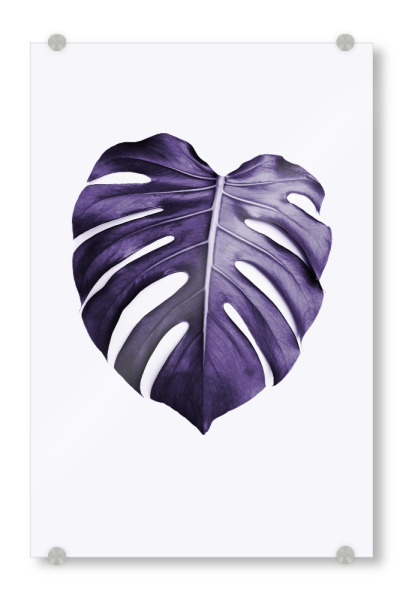 Acrylglasbild "Purple Monstera" artboxONE - Natur,Ultraviolet - Ultraviolet,Leaf,Monstera leaf,Purple,Minimalist,Modern plant,Leaf photo