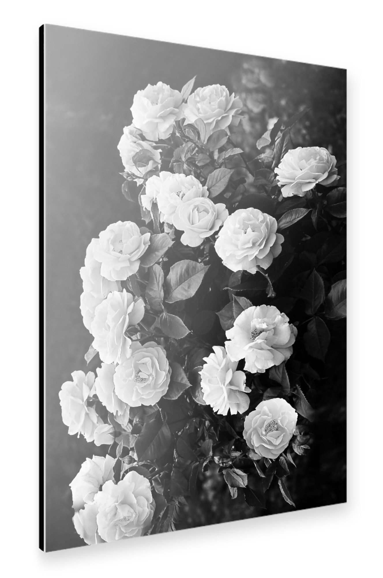 Alu-Dibond "Roses" 30x20 cm artboxONE