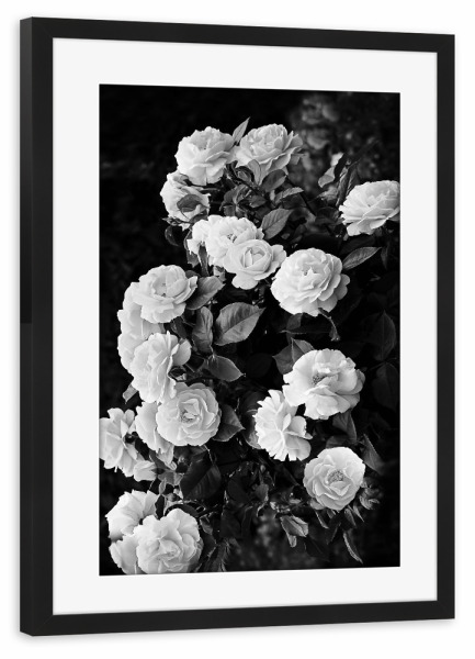 Poster mit Rahmen schwarz "Roses" artboxONE - Natur,Schwarzweiß - Roses,Rose bush,Black and white,Flowers,Boho,Modern,Boho chic,Rosen,Pfingstrosen