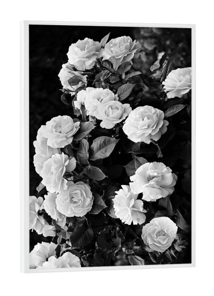 Poster mit weißem Rahmen "Roses" artboxONE - Natur,Schwarzweiß - Roses,Rose bush,Black and white,Flowers,Boho,Modern,Boho chic,Rosen,Pfingstrosen