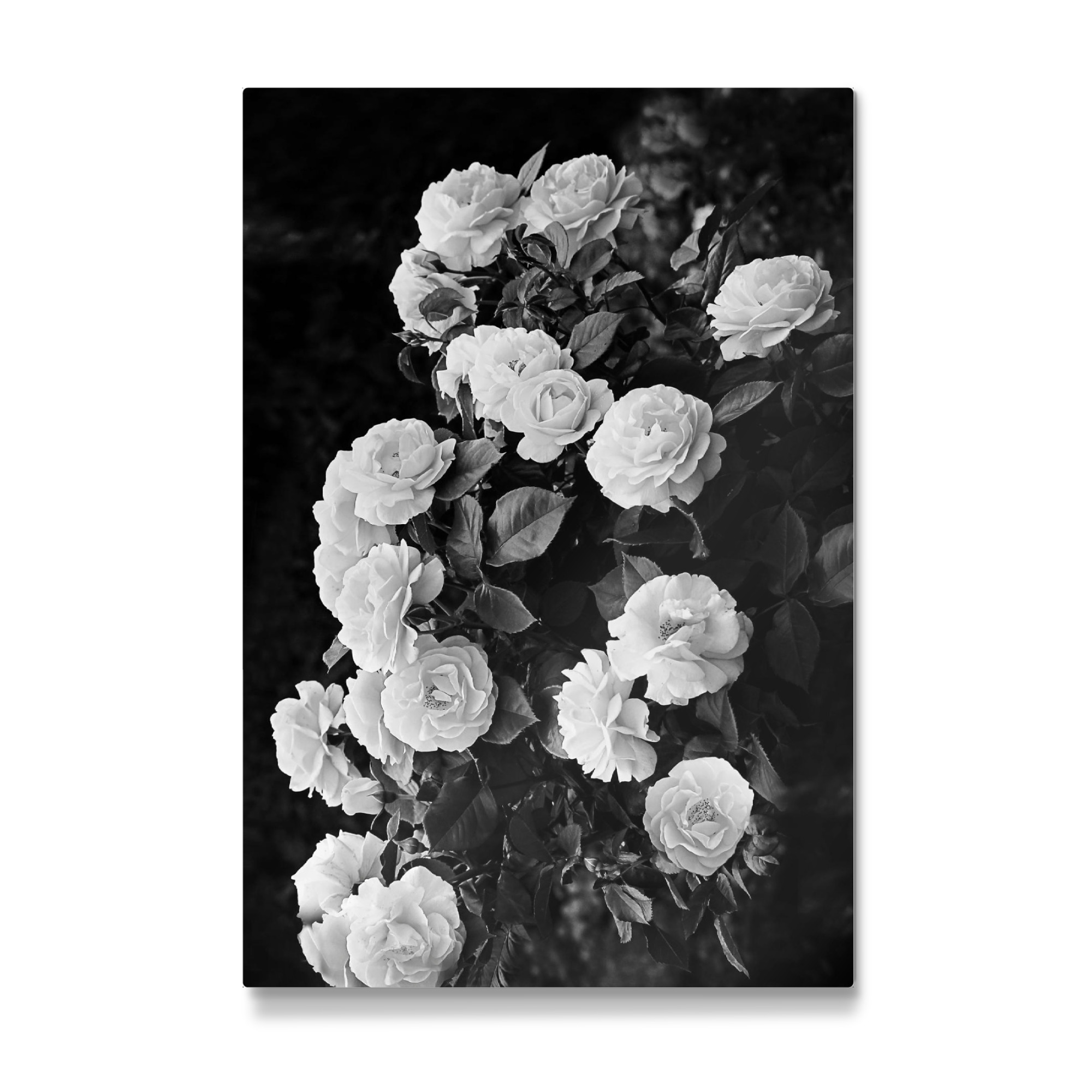 Galerie-Print "Roses" 75x50 cm artboxONE