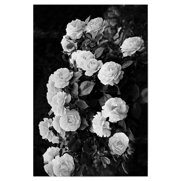 Poster "Roses" artboxONE - Natur,Schwarzweiß - Roses,Rose bush,Black and white,Flowers,Boho,Modern,Boho chic,Rosen,Pfingstrosen