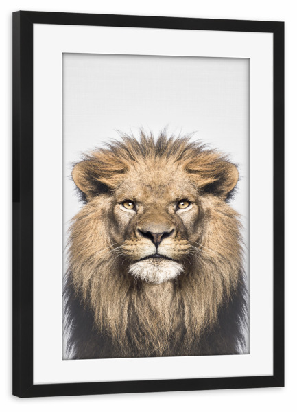 Poster mit Rahmen schwarz "Portrait of a lion in colour" artboxONE - Tiere