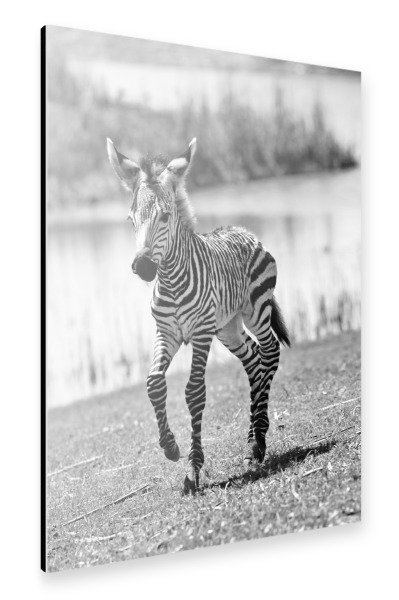 Alu-Dibond "Zebra Baby Thabo 7345 sw" 30x20 cm artboxONE