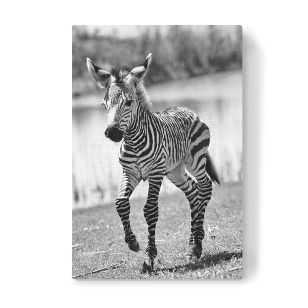 Leinwandbild "Zebra Baby Thabo 7345 sw" artboxONE - Natur,Tiere,Schwarzweiß,Reise / Afrika