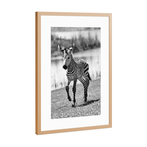 Poster mit Rahmen Kupfer "Zebra Baby Thabo 7345 sw" artboxONE - Natur,Tiere,Schwarzweiß,Reise / Afrika