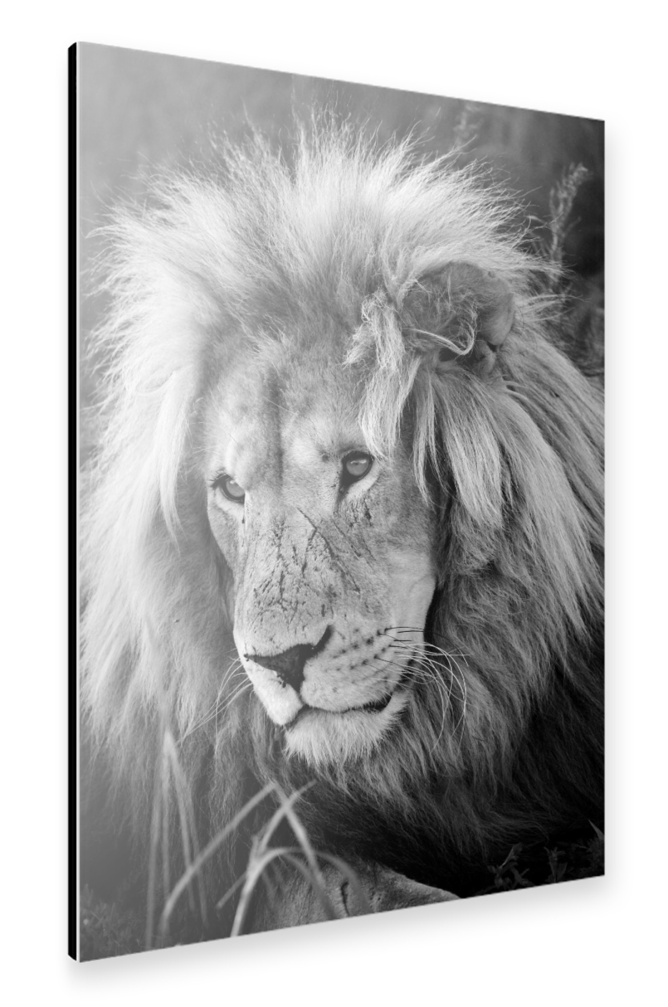 Alu-Dibond "Löwen Männchen Portrait 8075 sw" 30x20 cm artboxONE