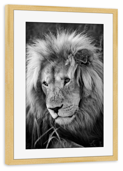 Poster mit Rahmen kiefer "Löwen Männchen Portrait 8075 sw" artboxONE - Natur,Tiere,Schwarzweiß,Reise / Afrika