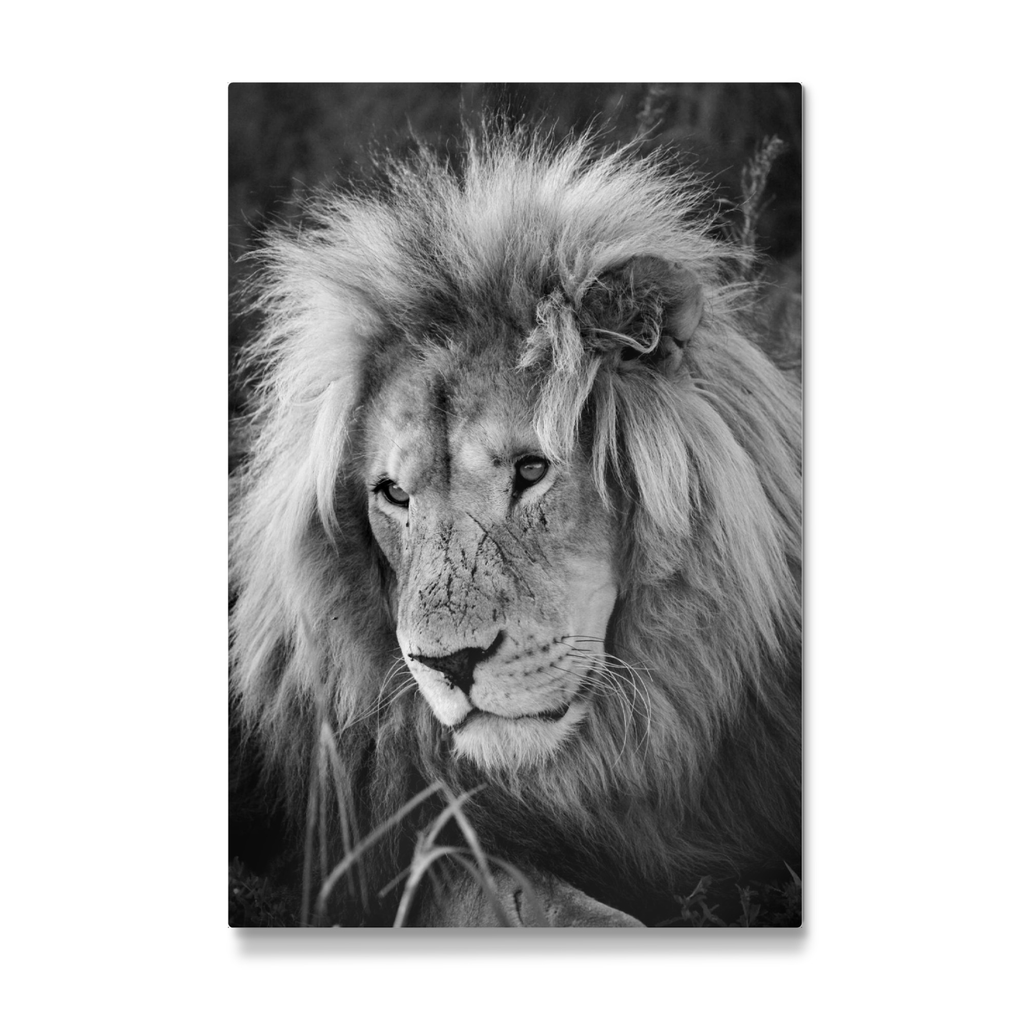 Galerie-Print "Löwen Männchen Portrait 8075 sw" 75x50 cm artboxONE