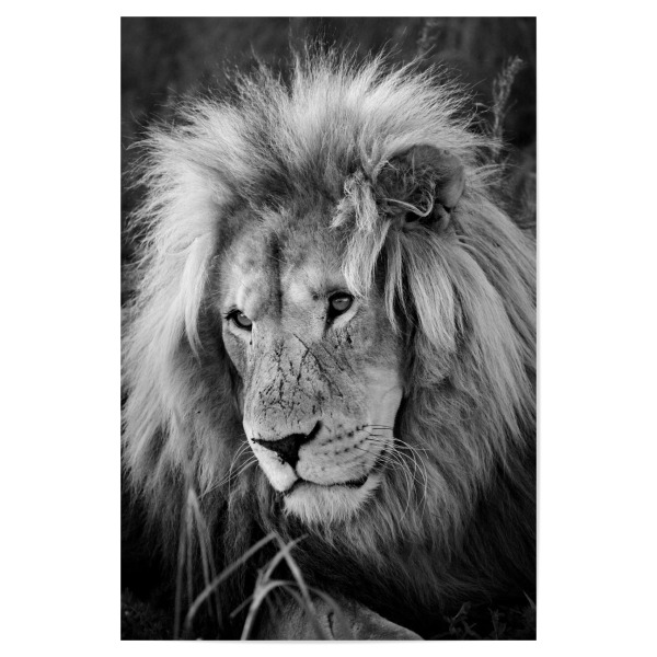Poster 30x20 cm "Löwen Männchen Portrait 8075 sw" artboxONE - Natur,Tiere,Schwarzweiß,Reise / Afrika