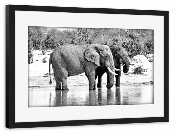 Poster mit Rahmen schwarz "Elefanten am Wasserloch 24" artboxONE - Natur,Tiere,Schwarzweiß,Reise / Afrika