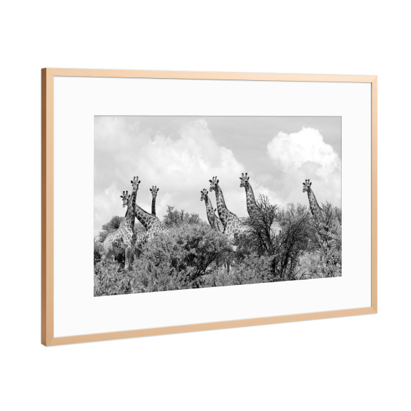 Poster mit Rahmen Kupfer "Giraffen 1349" artboxONE - Natur,Tiere,Schwarzweiß,Reise / Afrika