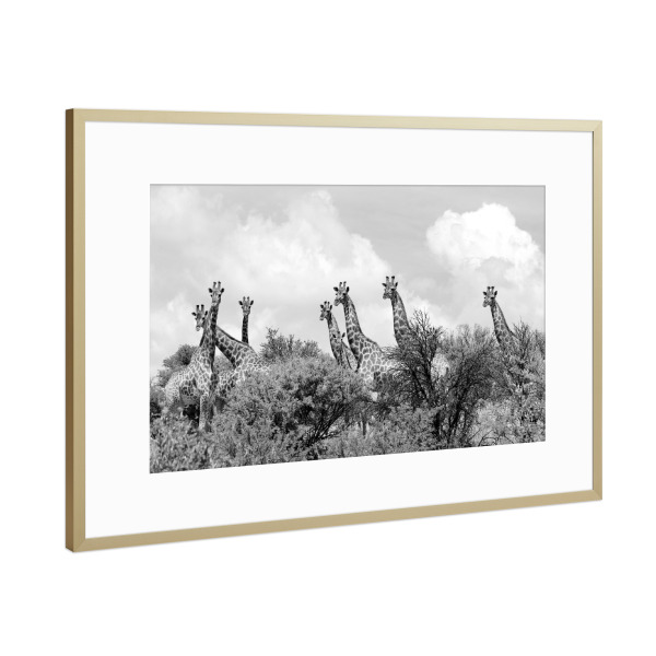 Poster mit Rahmen Gold "Giraffen 1349" artboxONE - Natur,Tiere,Schwarzweiß,Reise / Afrika