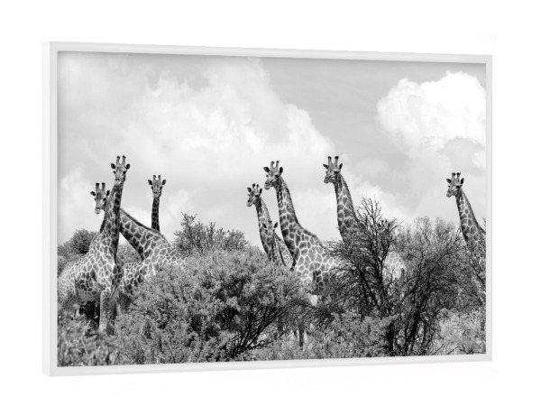 Poster mit weißem Rahmen "Giraffen 1349" artboxONE - Natur,Tiere,Schwarzweiß,Reise / Afrika