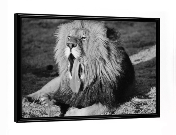 Poster mit schwarzem Rahmen "Großer Löwe gähnt im Abendlicht" artboxONE - Natur,Tiere,Schwarzweiß,Reise / Afrika