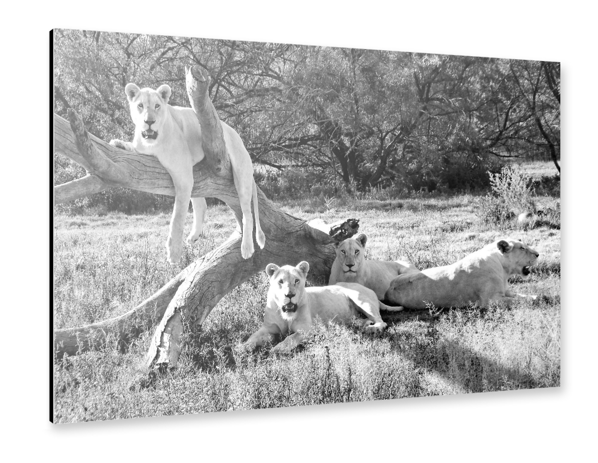 Alu-Dibond "Fototermin Weisse Löwen 2771 sw" 75x50 cm artboxONE