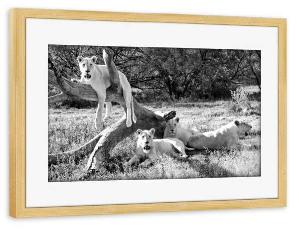 Poster mit Rahmen kiefer "Fototermin Weisse Löwen 2771 sw" artboxONE - Natur,Tiere,Schwarzweiß,Reise / Afrika