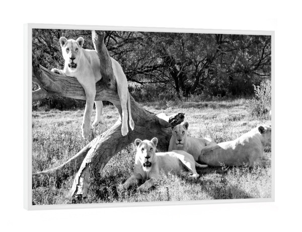 Poster mit weißem Rahmen "Fototermin Weisse Löwen 2771 sw" artboxONE - Natur,Tiere,Schwarzweiß,Reise / Afrika