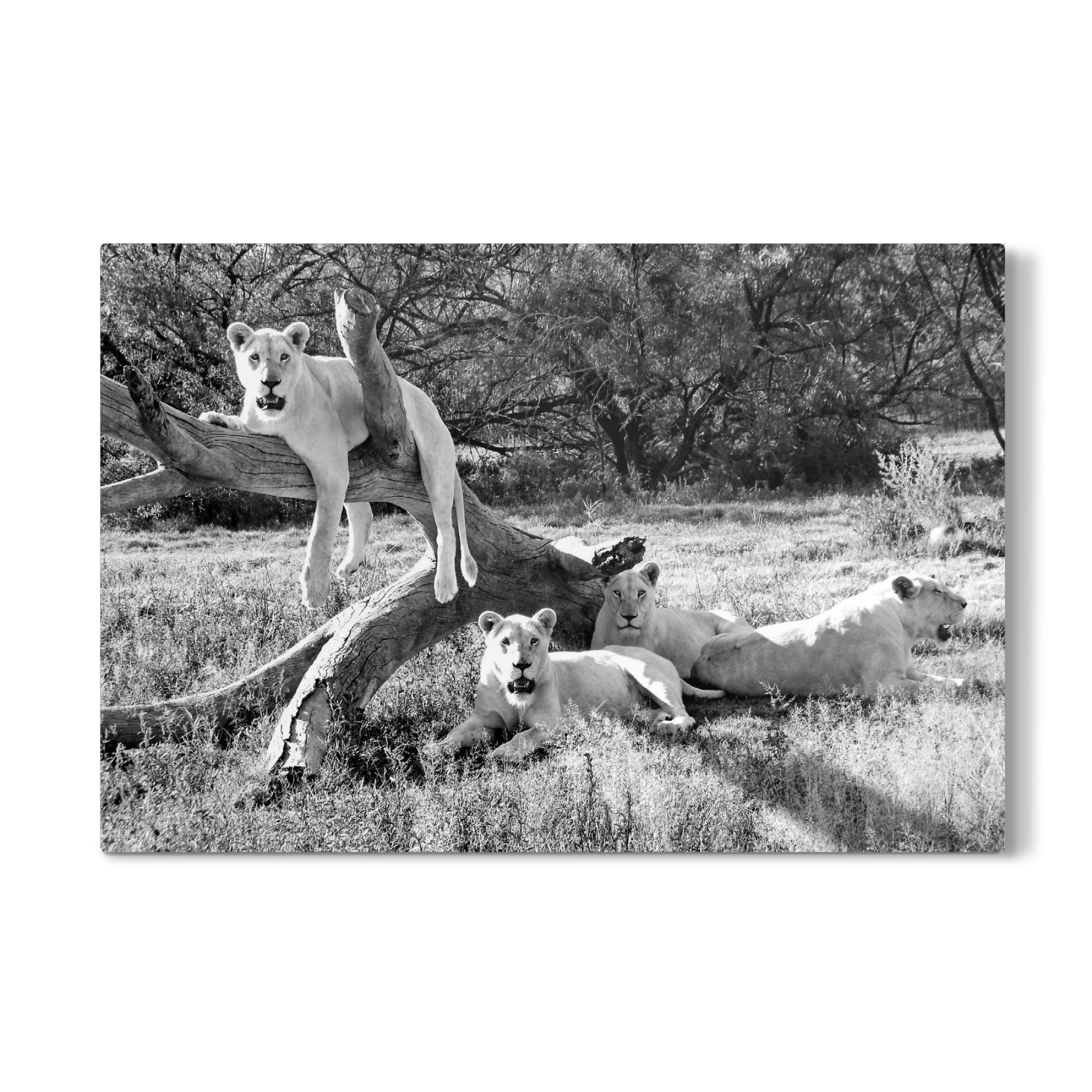 Galerie-Print "Fototermin Weisse Löwen 2771 sw" 30x20 cm artboxONE