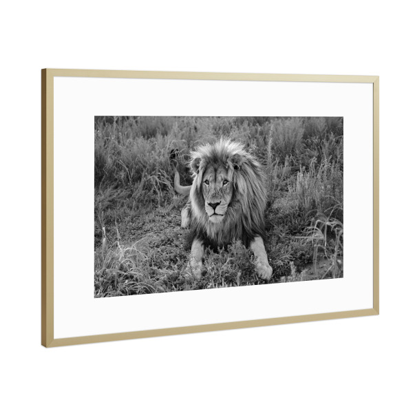 Poster mit Rahmen Gold "Löwen Männchen 8086" artboxONE - Natur,Tiere,Schwarzweiß,Reise / Afrika