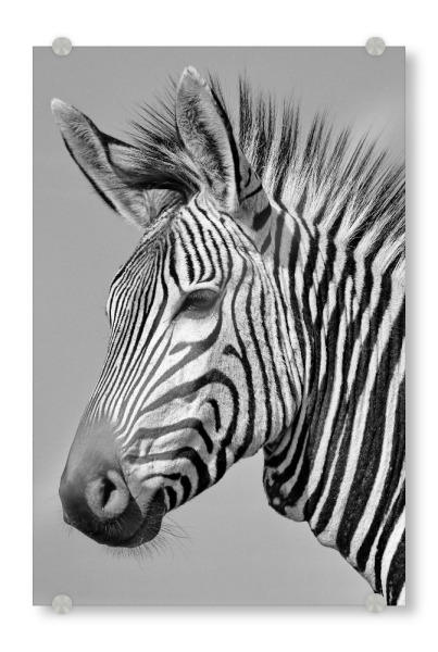 Acrylglasbild "Zebra Portrait P1070315 sw" artboxONE - Natur,Tiere,Schwarzweiß,Reise / Afrika