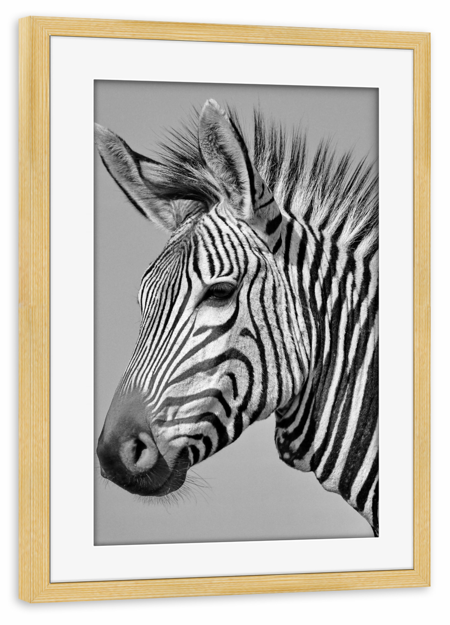 Poster mit Rahmen kiefer "Zebra Portrait P1070315 sw" artboxONE - Natur,Tiere,Schwarzweiß,Reise / Afrika