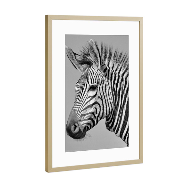 Poster mit Rahmen Gold "Zebra Portrait P1070315 sw" artboxONE - Natur,Tiere,Schwarzweiß,Reise / Afrika