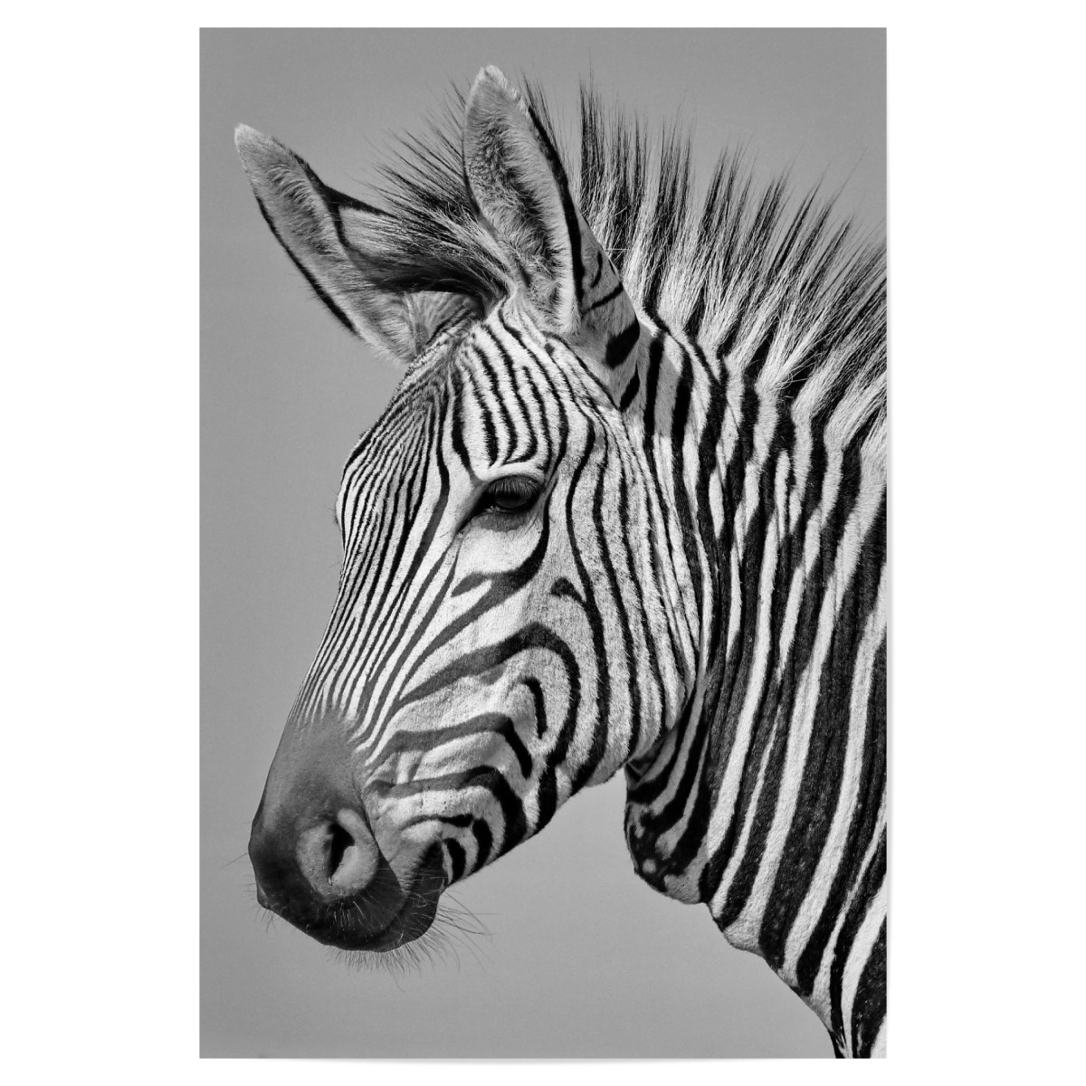 Zebra Portrait P1070315 Sw Als Premium Poster Bei Artboxone Kaufen