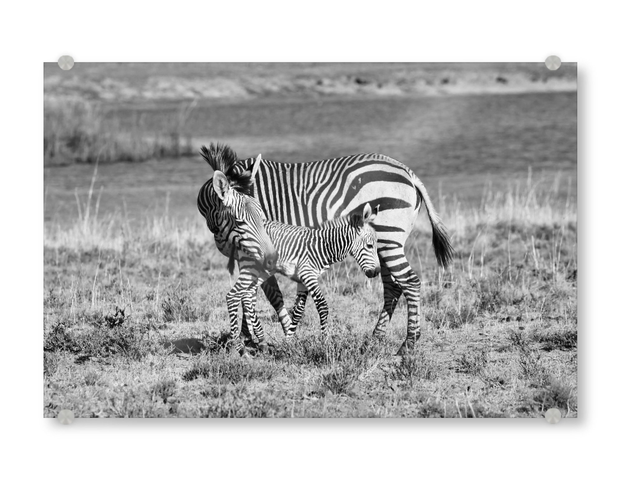 Acrylglasbild "Zebra Mutter Liebe 6923" artboxONE - Natur,Tiere,Schwarzweiß,Reise / Afrika