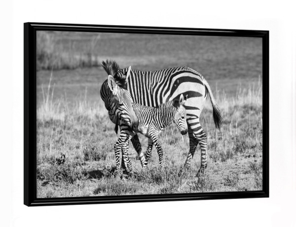 Poster mit schwarzem Rahmen "Zebra Mutter Liebe 6923" artboxONE - Natur,Tiere,Schwarzweiß,Reise / Afrika