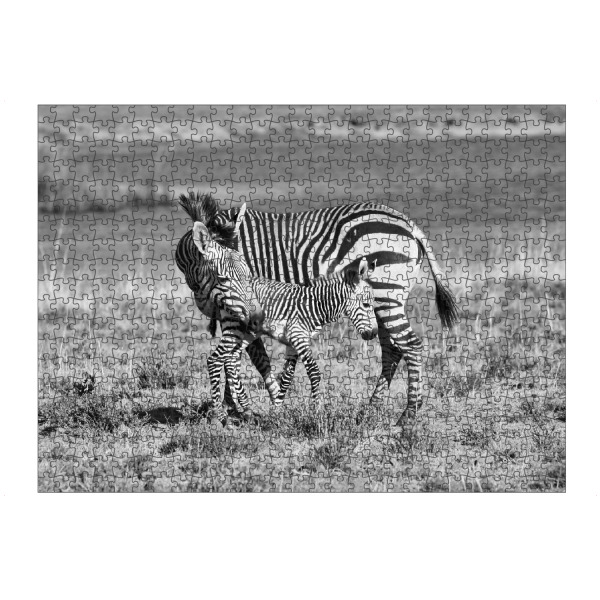 artboxONE Puzzle "Zebra Mutter Liebe 6923" artboxONE - Natur,Tiere,Schwarzweiß,Reise / Afrika