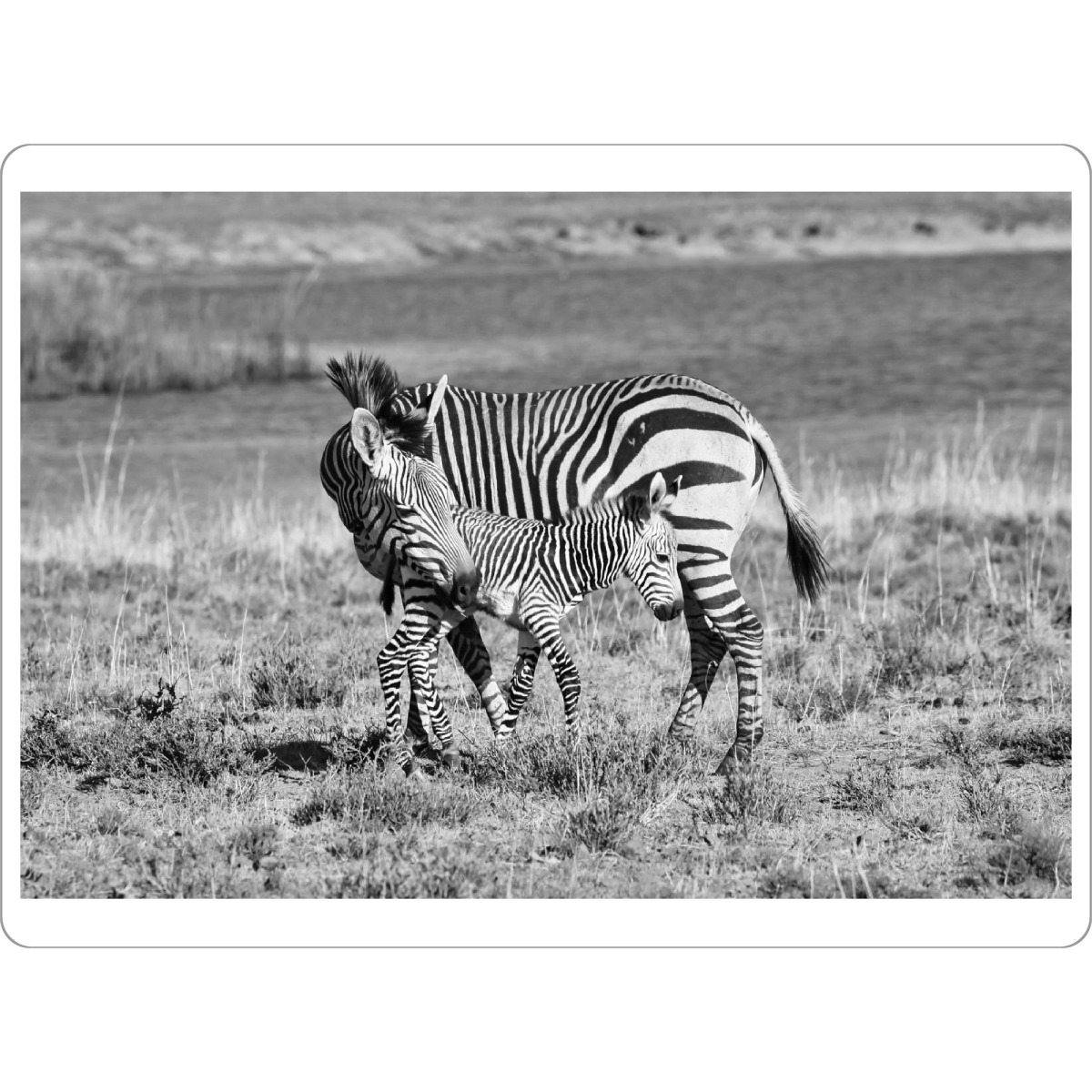 Tischset "Zebra Mutter Liebe 6923" artboxONE - Natur,Tiere,Schwarzweiß,Reise / Afrika
