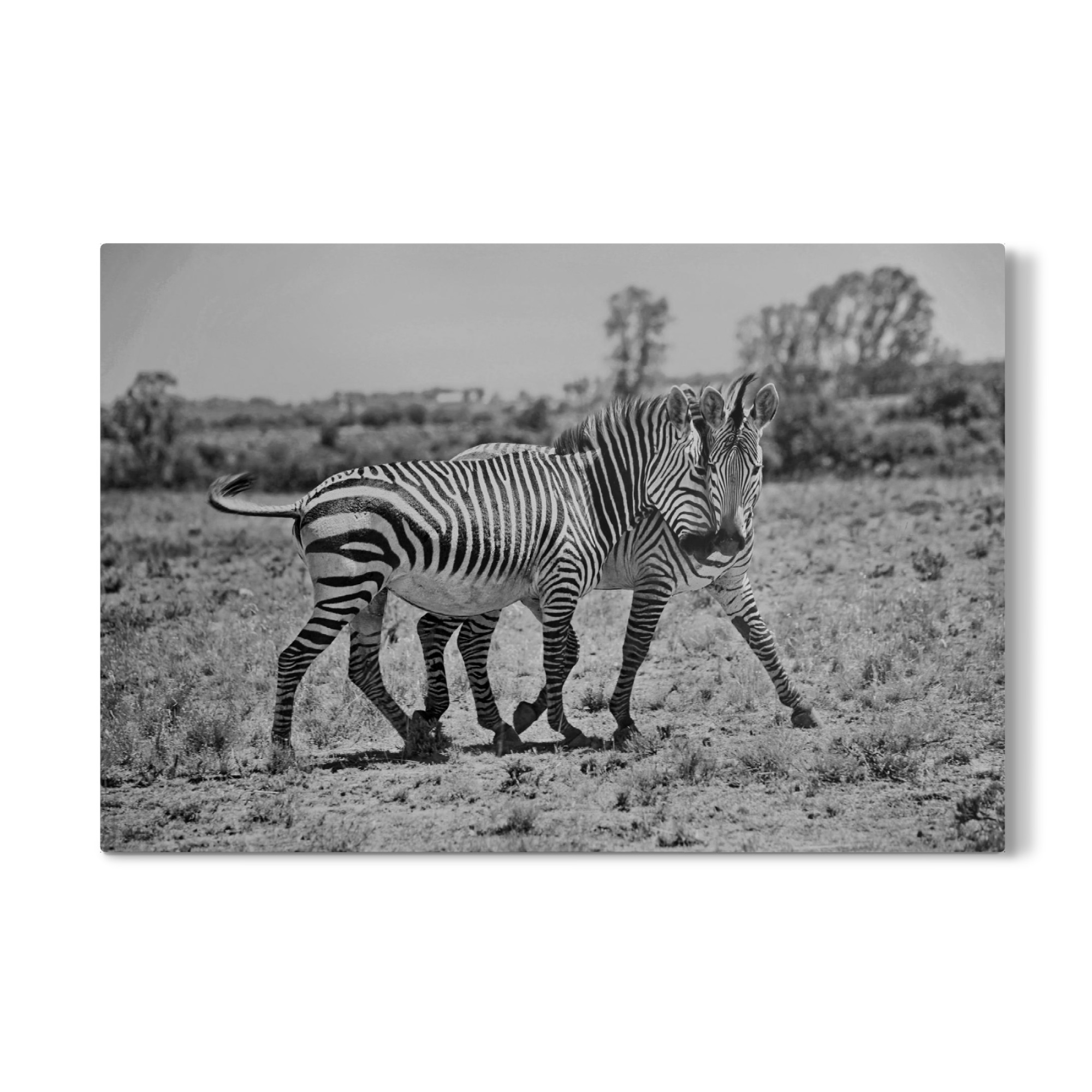 Galerie-Print "Zebra Liebe 7250" 75x50 cm artboxONE
