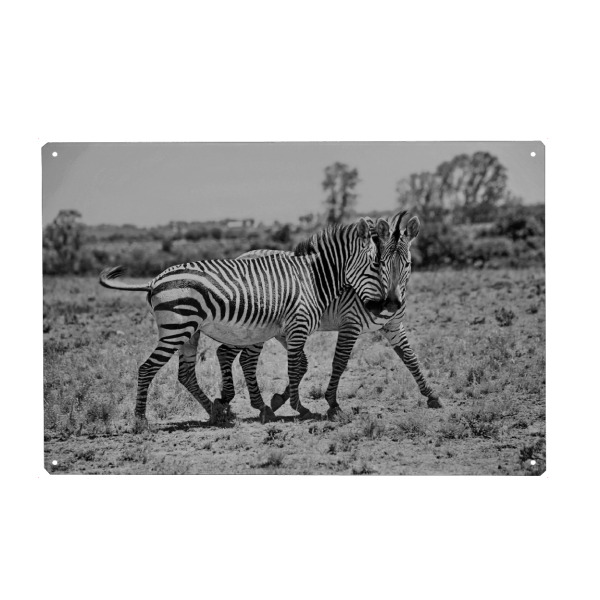 Holzbild "Zebra Liebe 7250" artboxONE - Natur,Tiere,Schwarzweiß,Reise / Afrika