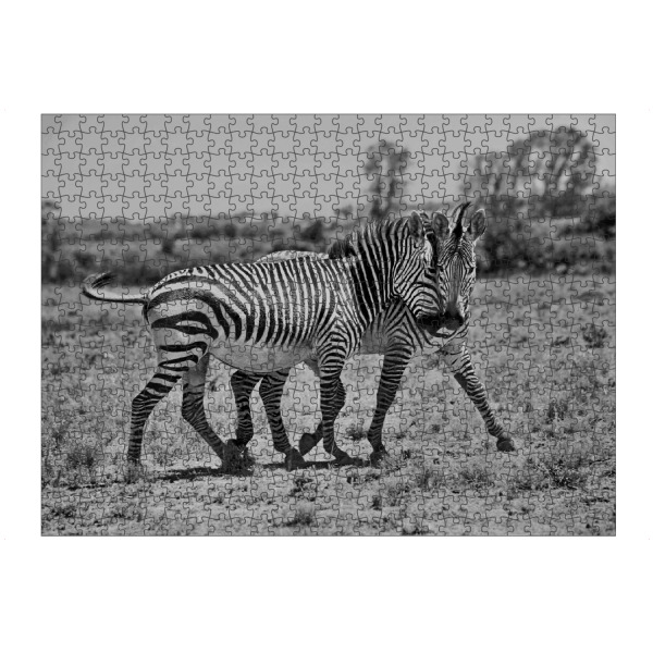 artboxONE Puzzle "Zebra Liebe 7250" artboxONE - Natur,Tiere,Schwarzweiß,Reise / Afrika