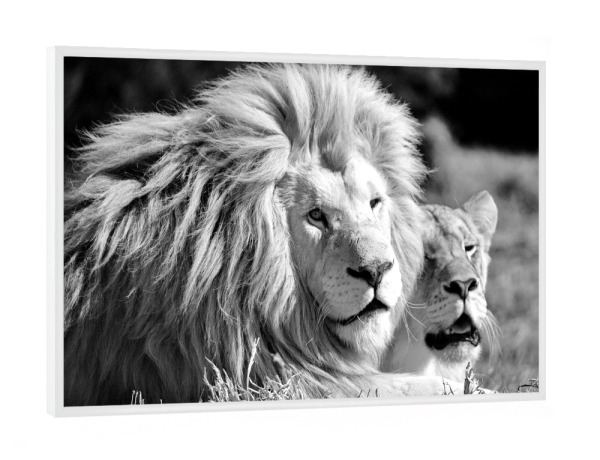 Poster mit weißem Rahmen "Herr und Frau Löwe sw" artboxONE - Natur,Tiere,Schwarzweiß,Reise / Afrika
