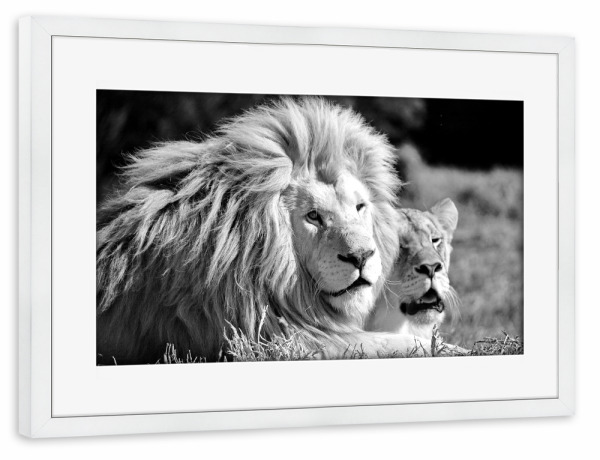 Poster mit Rahmen weiß "Herr und Frau Löwe sw" artboxONE - Natur,Tiere,Schwarzweiß,Reise / Afrika