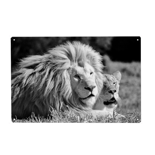 Holzbild "Herr und Frau Löwe sw" artboxONE - Natur,Tiere,Schwarzweiß,Reise / Afrika