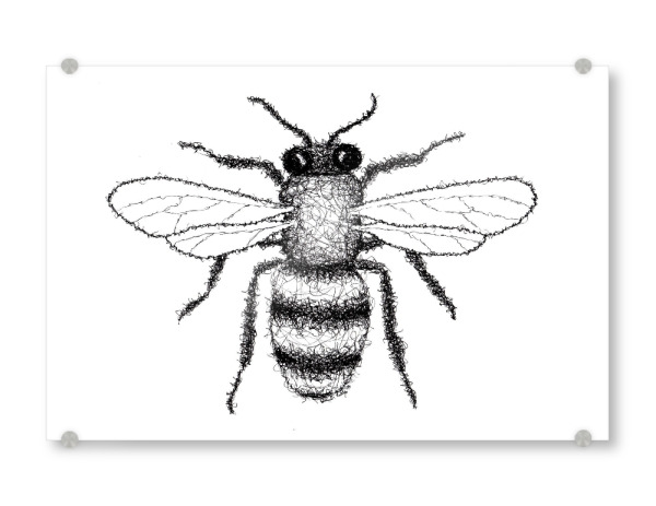 Acrylglasbild "Biene" artboxONE - Tiere,Schwarzweiß