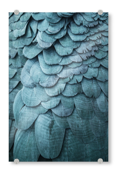 Acrylglasbild "Green Feathers" artboxONE - Tiere,Abstrakt - Feder,Federn,Vogel,Feather,Feathers,Bird