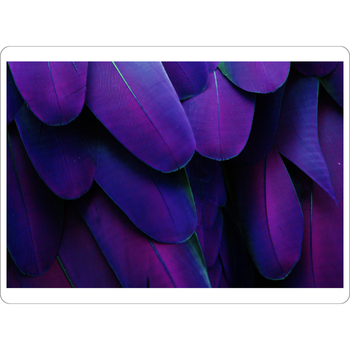 Tischset "Feathers Ultraviolet" artboxONE - Tiere,Abstrakt,Ultraviolet - Ultraviolet,Feather,Feathers,Feder,Federn - Bild ultraviolet