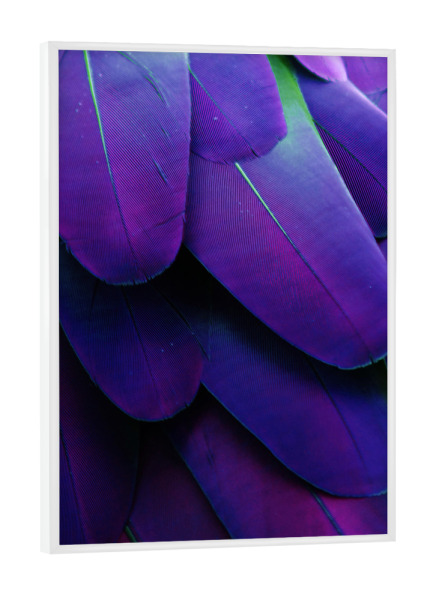 Poster mit weißem Rahmen "Feathers Ultraviolet" artboxONE - Tiere,Abstrakt,Ultraviolet - Ultraviolet,Feather,Feathers,Feder,Federn