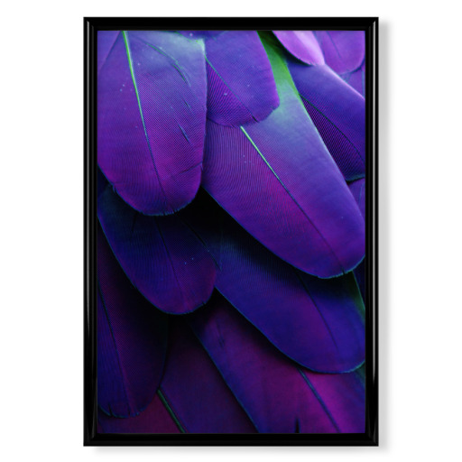 Feathers Ultraviolet