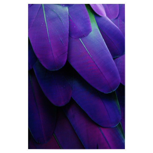 Poster "Feathers Ultraviolet" artboxONE - Tiere,Abstrakt,Ultraviolet - Ultraviolet,Feather,Feathers,Feder,Federn