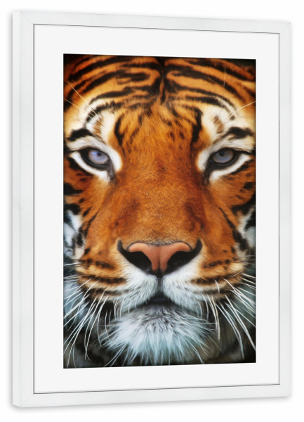 Poster mit Rahmen weiß "Tiger Portrait 2" artboxONE - Tiere,Männer