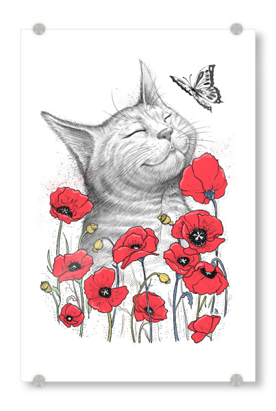 Acrylglasbild "Cat in poppies" artboxONE - Floral,Tiere - Katze,Süße katzen,Mohn,Schmetterling,Frühling,Blumen,Tier