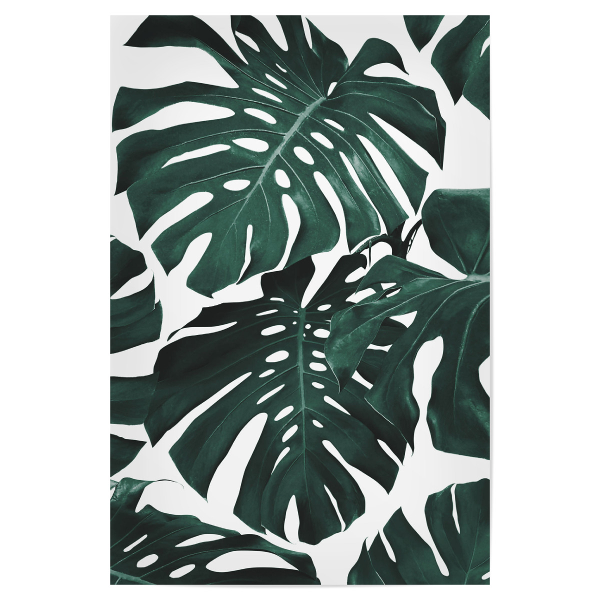 Monstera Leaves Pattern Als Poster Bei Artboxone Kaufen